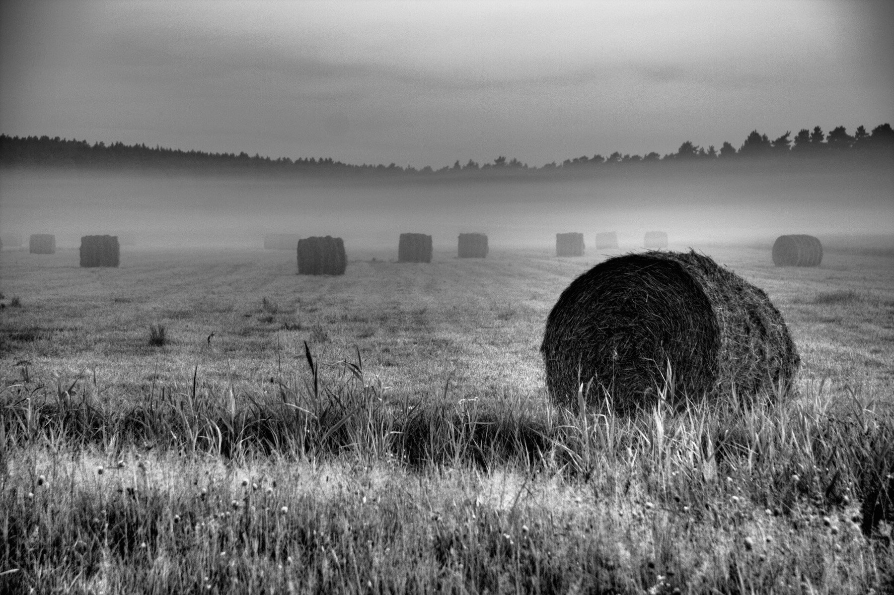 Field