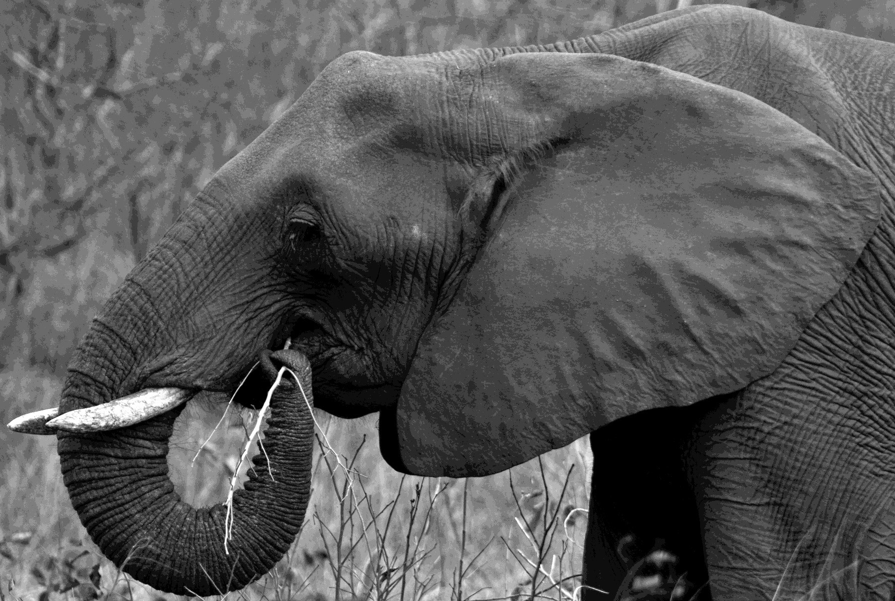 Elephant